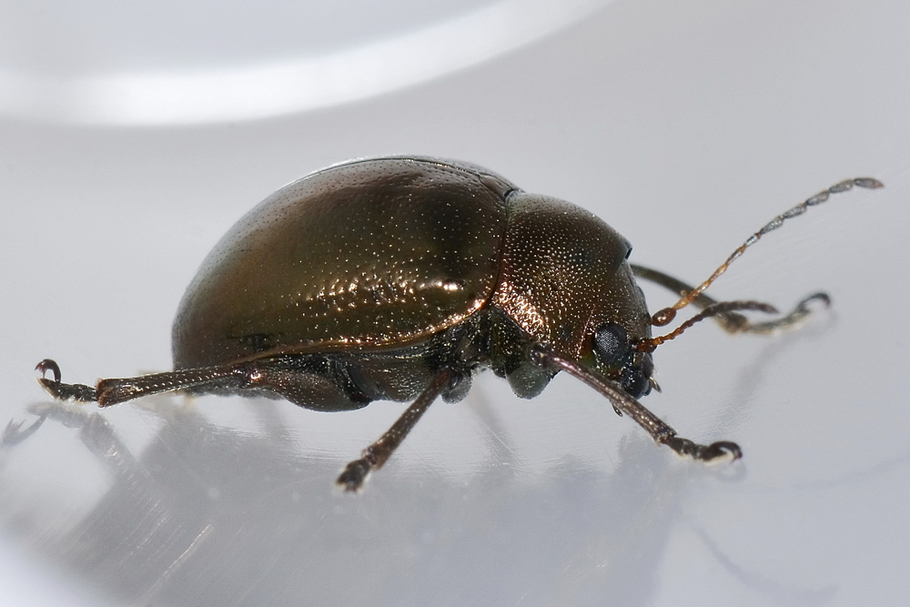 Chrysomelidae: Colasposoma dauricum